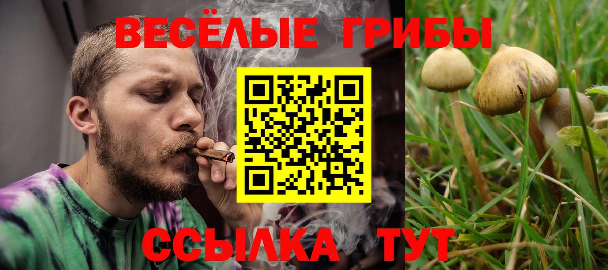 купить  цена  Вход с VPN  Псилоцибиновые грибы мицелий  Гурьевск  Галлюциногенные грибы Magic Shrooms 